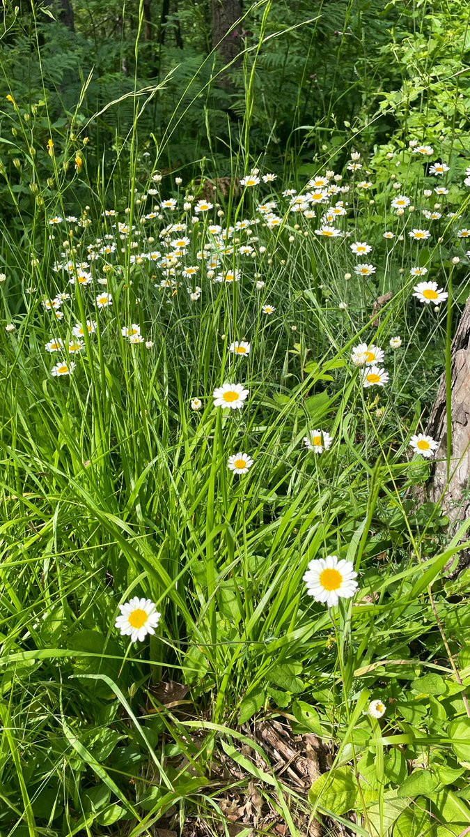 ilknurunaldi's tweet photo. Çiçeklendik..
🌼 https://t.co/NZkNI0SbyN