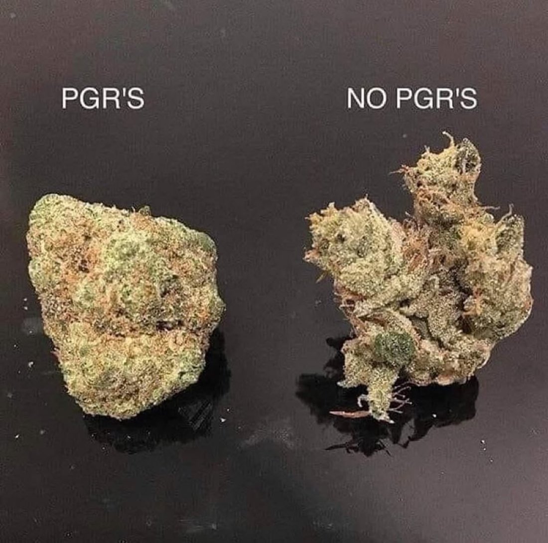 Today’s educational topic:
One of these nugs went to the gym
The other did a semester at Harvard then beat the RICO

Guess which one smokes better?