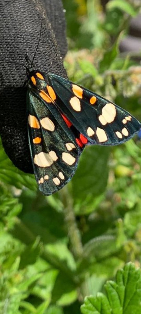 Friends of Witton Lakes (FOWL) tweet media