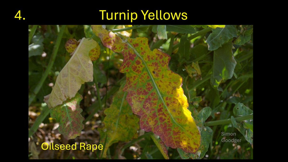 Simon Goodger (@goodgersimon) on Twitter photo Thanks to everyone taking part in this weekend’s identification quiz. The answer is that images 1, 2 and 4 are labelled correctly. Image 3 shows manganese deficiency (Speckled Yellows). Congratulations to the 15%.
<a href="/reglimagrain/">Ron Granger</a> <a href="/hankoblok/">Hanko Blok</a> <a href="/zoseppa/">zoseppa</a> <a href="/greyfergie77/">Matt</a> Thanks to everyone taking part in this weekend’s identification quiz. The answer is that images 1, 2 and 4 are labelled correctly. Image 3 shows manganese deficiency (Speckled Yellows). Congratulations to the 15%.
<a href="/reglimagrain/">Ron Granger</a> <a href="/hankoblok/">Hanko Blok</a> <a href="/zoseppa/">zoseppa</a> <a href="/greyfergie77/">Matt</a>