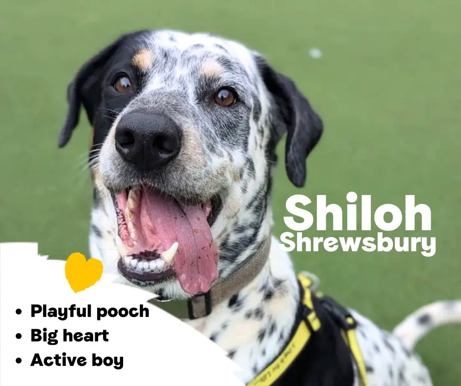Dogs Trust 💛🐶 (@dogstrust) on Twitter photo Shiloh is a playful and loving 4 year old Collie with a big heart and lots of love to give! This smart pooch knows a few clever tricks and is friendly with everyone he meets. Shiloh will make a wonderful addition to the right home💛
<a href="/DT_Shrewsbury/">DogsTrust Shrewsbury</a>📍 bit.ly/44M47ry Shiloh is a playful and loving 4 year old Collie with a big heart and lots of love to give! This smart pooch knows a few clever tricks and is friendly with everyone he meets. Shiloh will make a wonderful addition to the right home💛
<a href="/DT_Shrewsbury/">DogsTrust Shrewsbury</a>📍 bit.ly/44M47ry