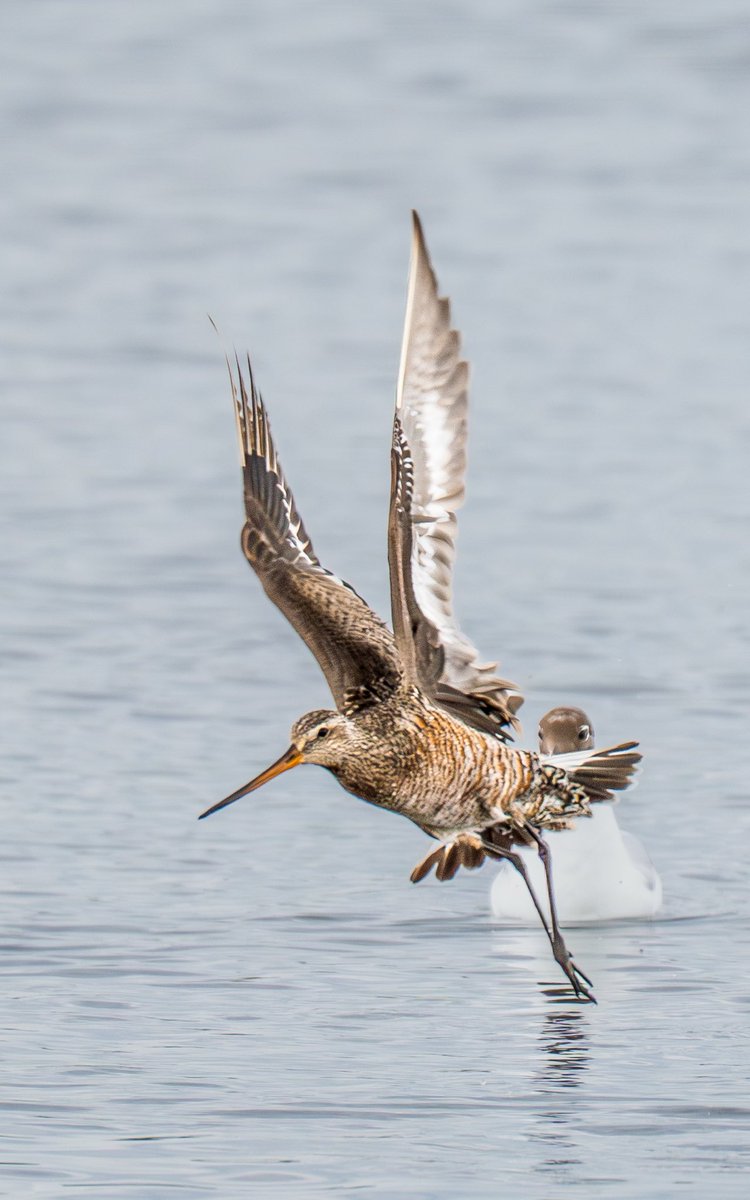 distedman's tweet photo. Hudsonian godwit ⁦@titchfieldhaven⁩ Amazing spot ⁦@MarkFra64259515⁩ and shout out to all the volunteers at the Haven for their patience helping so many people to see her. ⁦@Natures_Voice⁩ ⁦@HantsIWWildlife⁩ ⁦⁩ ⁦@HOSbirding⁩ https://t.co/AkUMeHQddq