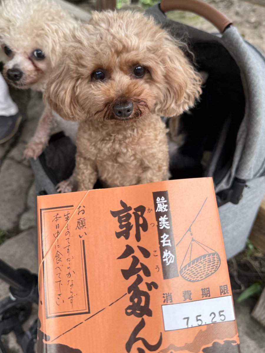 ginzatakashima's tweet photo. アメブロを投稿しました。
『#FlyingDango #🍡 #空飛ぶ団子 岩手 厳美渓 郭公だんご 銀座のママの開運スイーツ』
#岩手観光 #岩手パワースポット #岩手おすすめスポット #大谷翔平 #ポケモン #Pokemon
#アメブロ #シミ対策
https://t.co/8E0SxHXWZH https://t.co/K9E1VdBdx4