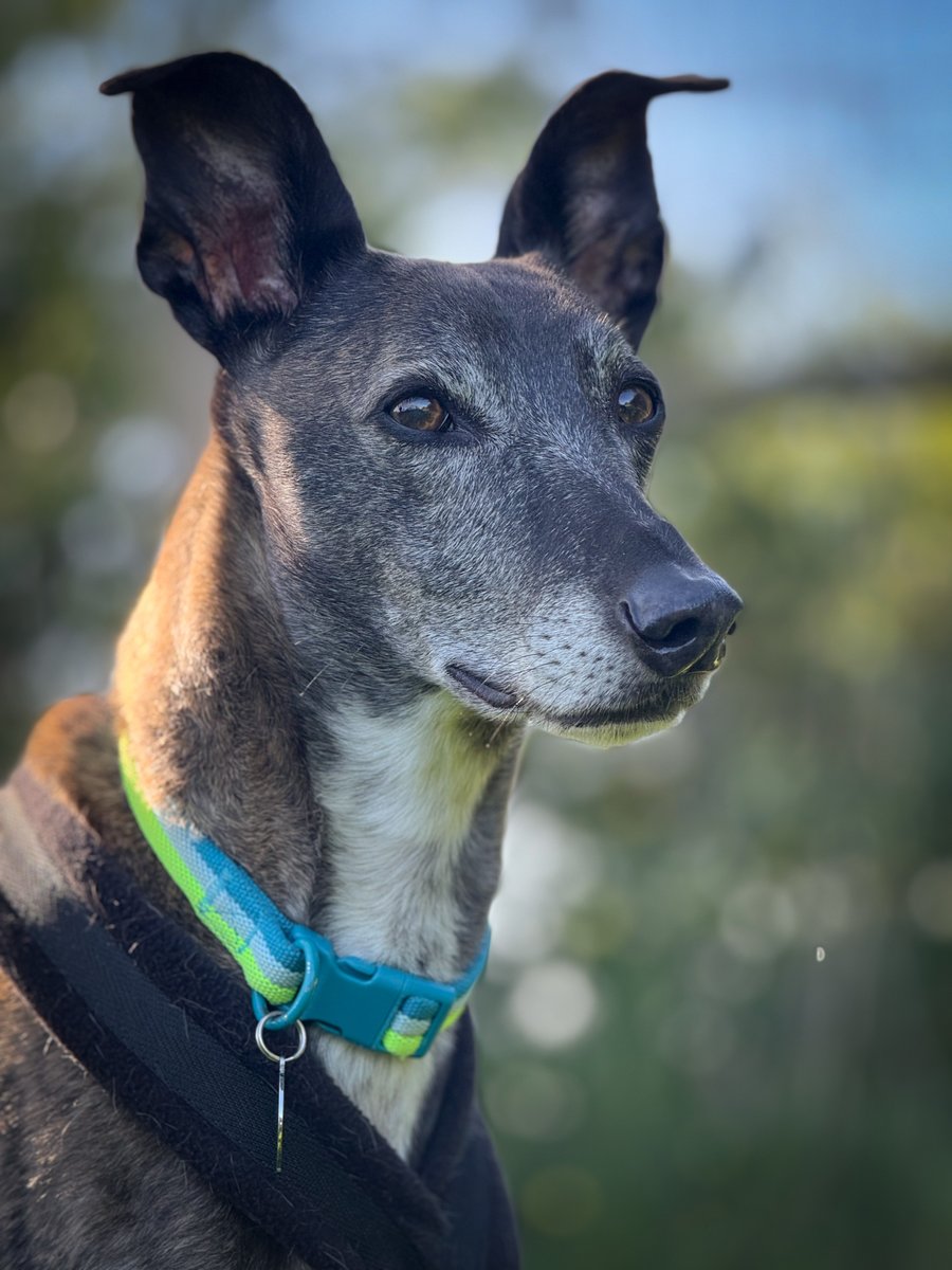 Dolly &amp; Keef are a very bonded pair and we will only be considering homes where they can stay together. Dolly is a gorgeous 8-year-old greyhound &amp; Keef is a 10-year-old lurcher. Dolly is very chilled and outgoing, whereas Keef can be quite an anxious boy. foreverhoundstrust.org/dog/dolly-keef/