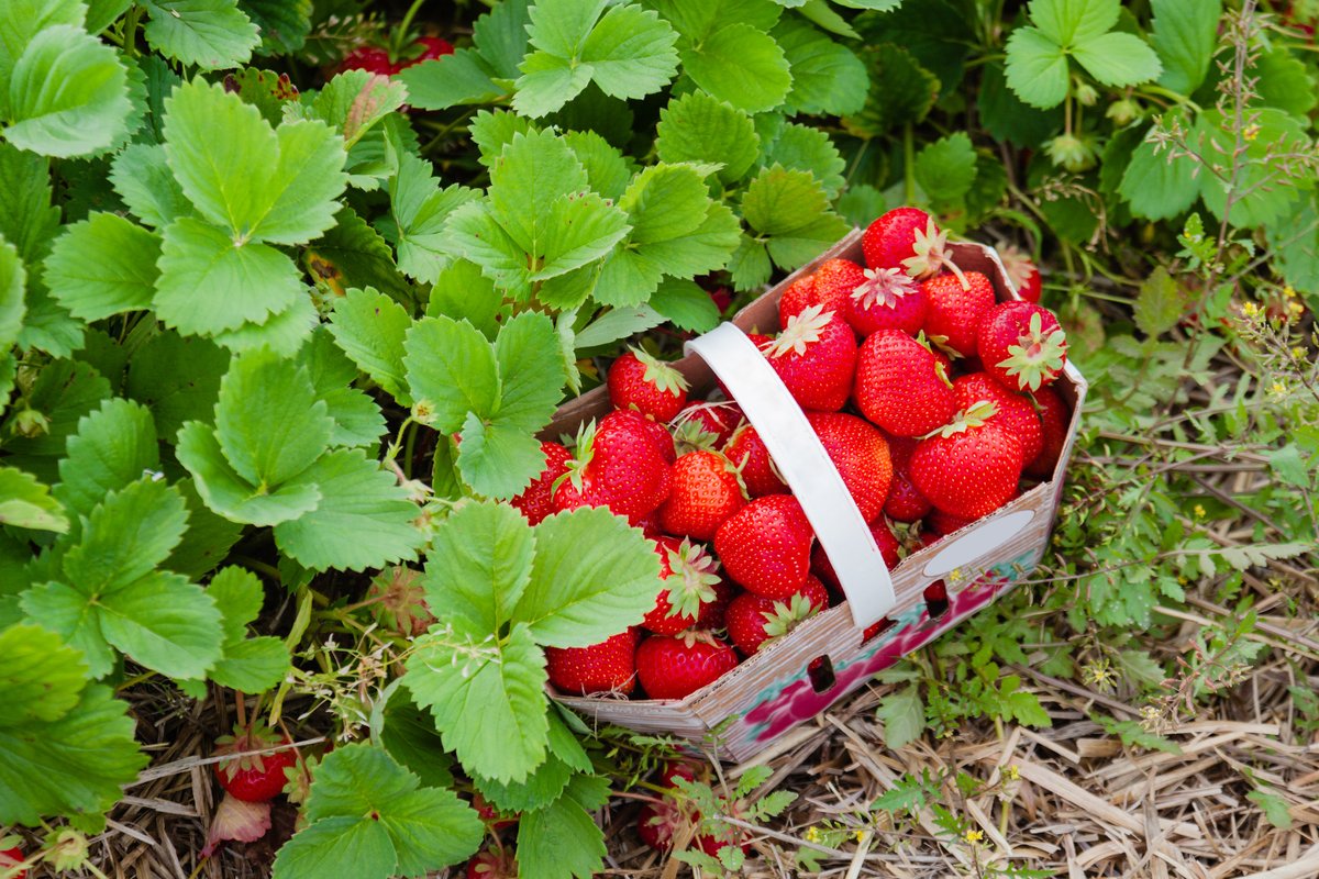 #Quebec is berry sweet! Quebec accounts for over half of strawberries grown in Canada! With over 200 strawberry farms, make sure strawberry picking in Quebec is on your summer bucket list! 🍓