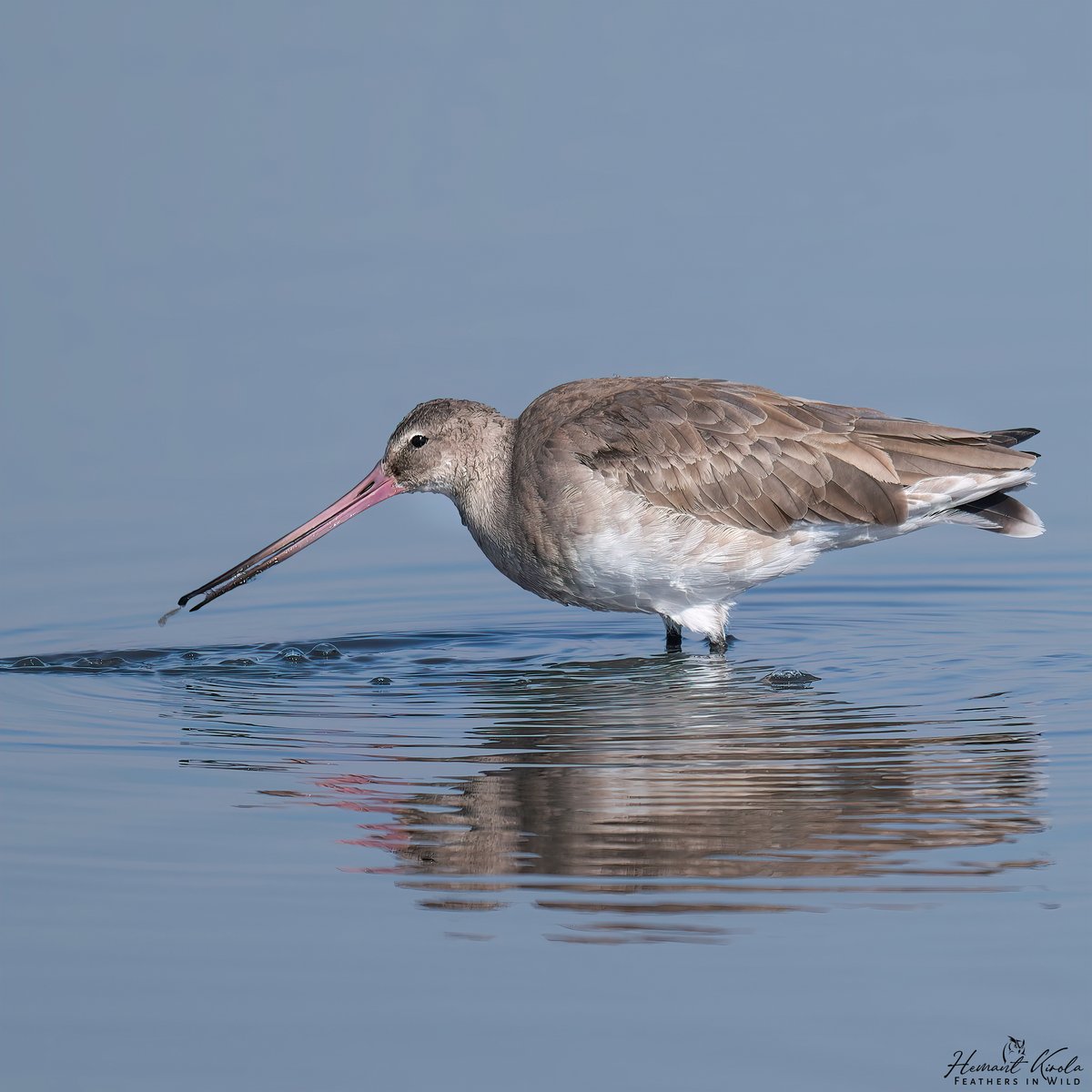 Feathers in Wild_Hemant Kirola tweet media