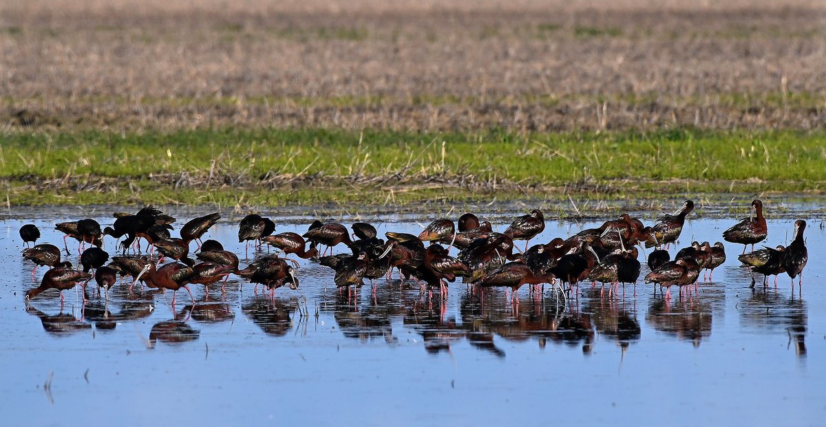 BGMayer's tweet image. Over 100 ibis shore birds feed in a flooded wheat field near Broadview, Montana. If my research of bird books is correct, these guys are WAY out of their range.