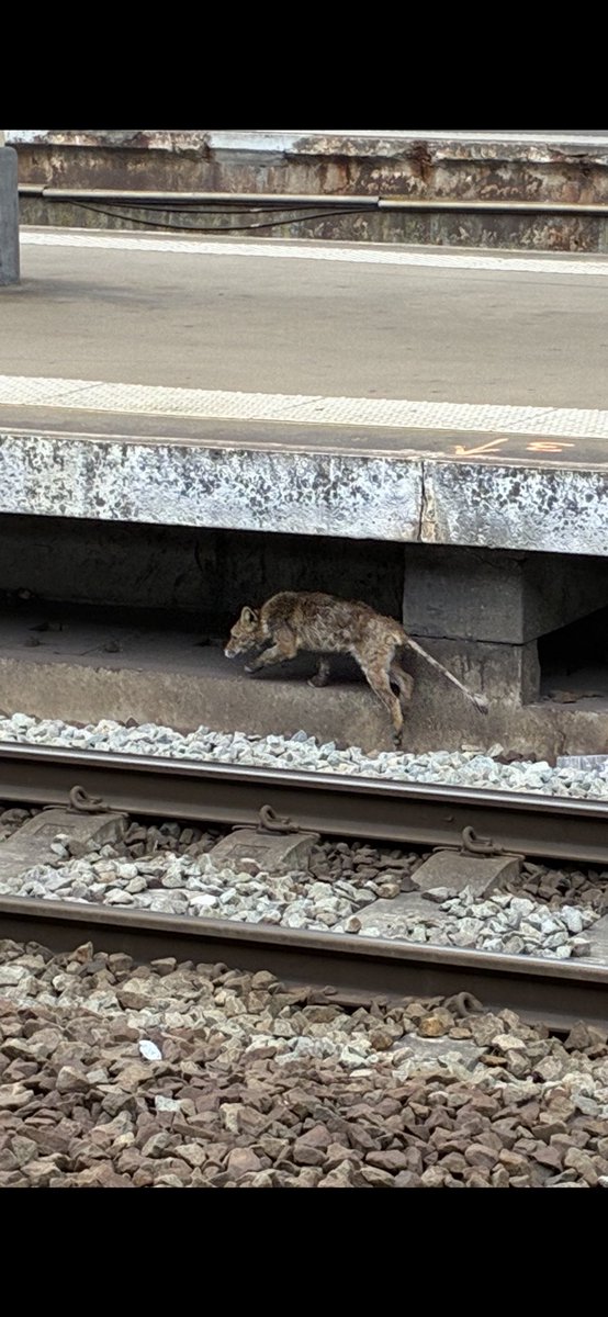 Hallo ⁦<a href="/NMBS/">NMBS</a>⁩ , zijn jullie op de hoogte van deze bewoner in Brussel Noord? Ik heb hem zien spoorlopen 🤭. (En is het een vos? Of een soort wilde hond?)