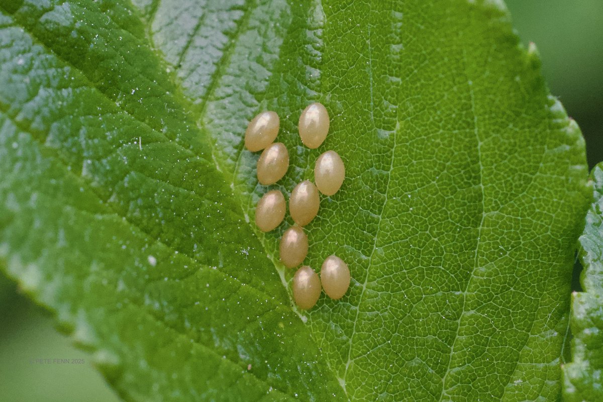 MartineFenn's tweet photo. Coming soon from the Bug that lays the golden eggs: baby Box Bugs! The adult Box Bugs (Gonocerus acuteangulatus) lay eggs on our Rugosa Rose bushes every year. Looking forward to seeing the early instar nymphs appear soon. https://t.co/lv0iEOVCPu