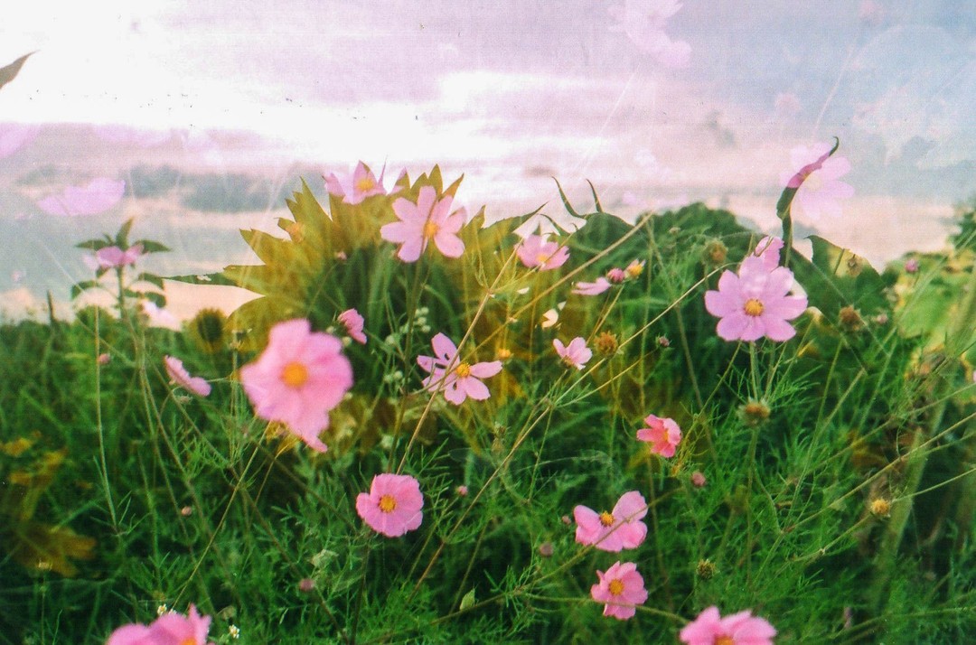 Flores silvestres 💐🌸🌼🌺🌻
Dobles exposiciones, película de 35mm 🎞️ 
Sin manipulación digital.