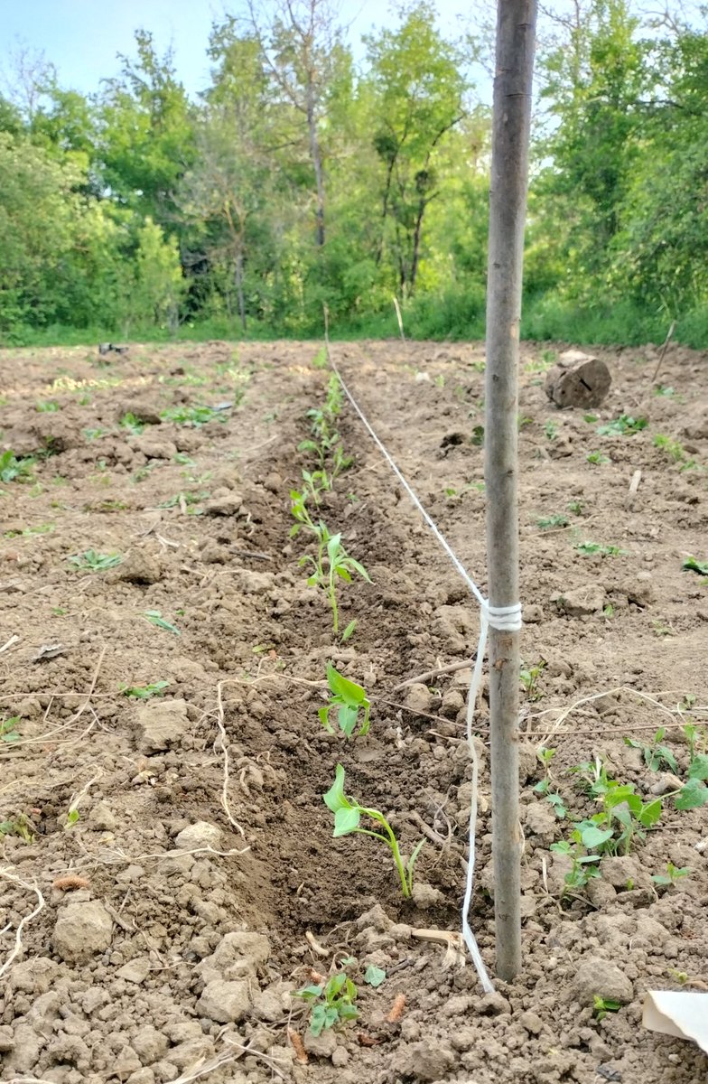 Selam ve dua ile cümleden hayırlı aksamlar ALLAH başta Gazze Filistin olmak üzere tüm zulme uğrayan kardeşlerimize yardım etsin 💛 Ekim dikim işleri devam ediyor 💛