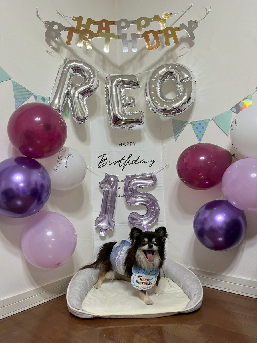 56reochan's tweet photo. 1年ちょっとぶりです。
5/6にレオちゃん15歳になりました🎂

昨秋からたくさん病気をして
咳で眠れない日々を過ごしながら
やっと迎えた念願のお誕生日🥹

でも　その後体調が急激に悪化して
3日前から寝たきりに…😢

お誕生日まで頑張ってくれたのかな😢

#秘密結社老犬倶楽部 https://t.co/gLuTHLUP7X