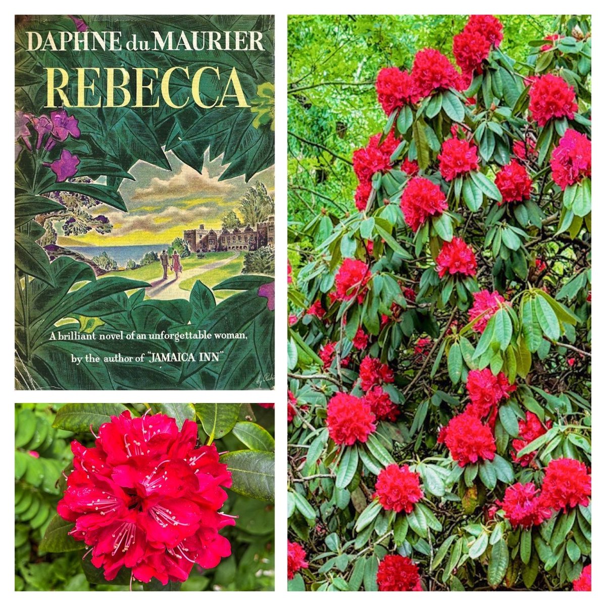 In Daphne du Maurier’s #gothic novel Rebecca, red rhododendrons bloom everywhere around Manderley — symbols of Rebecca’s lingering presence &amp; control. Their vivid, unsettling beauty haunts the house, foreshadowing death, destruction, and the fire that consumes it. #FolkloreSunday