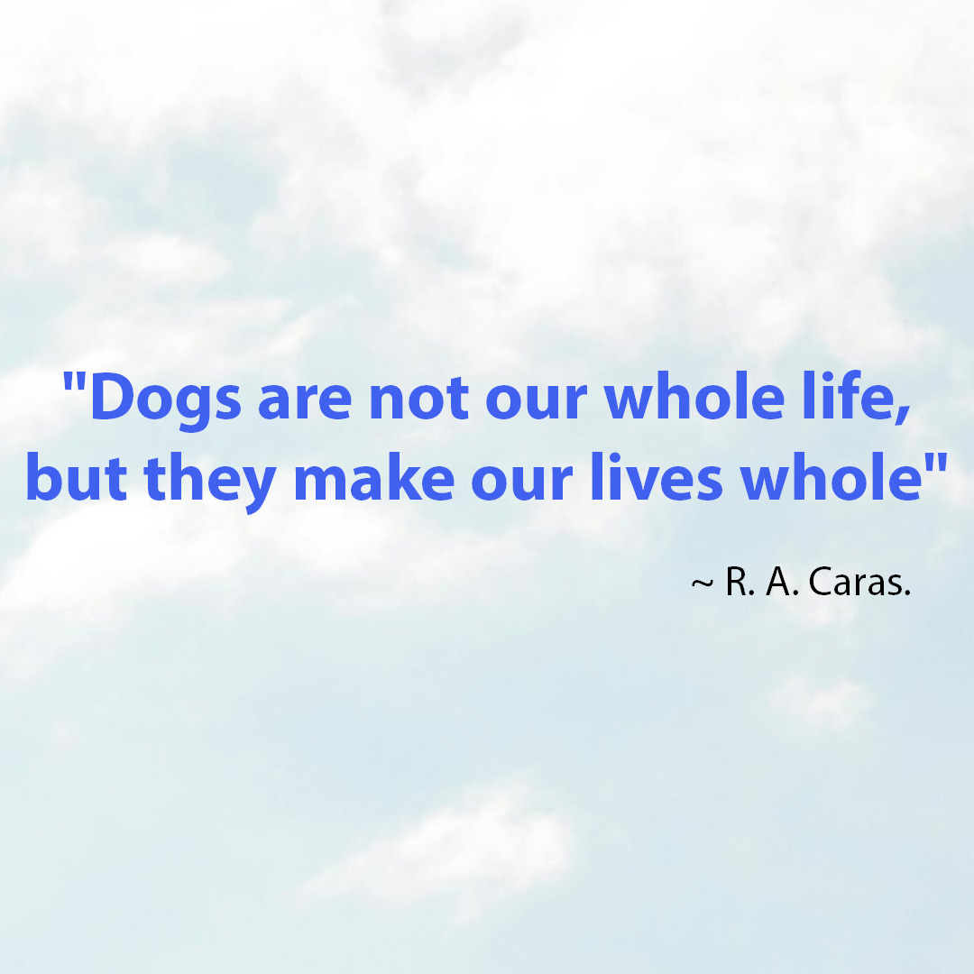 LindsMarshUK's tweet photo. They donโt ask for muchโjust some belly rubs, a walk, and your undivided love! And somehow, in return, they give you peace, joy, and a sense that everythingโs going to be okay.
They sure make life feel more complete. ๐พ๐
#DogMagic #DogDad #GratefulForMyDog #DogMom https://t.co/xTaXmkwhFf