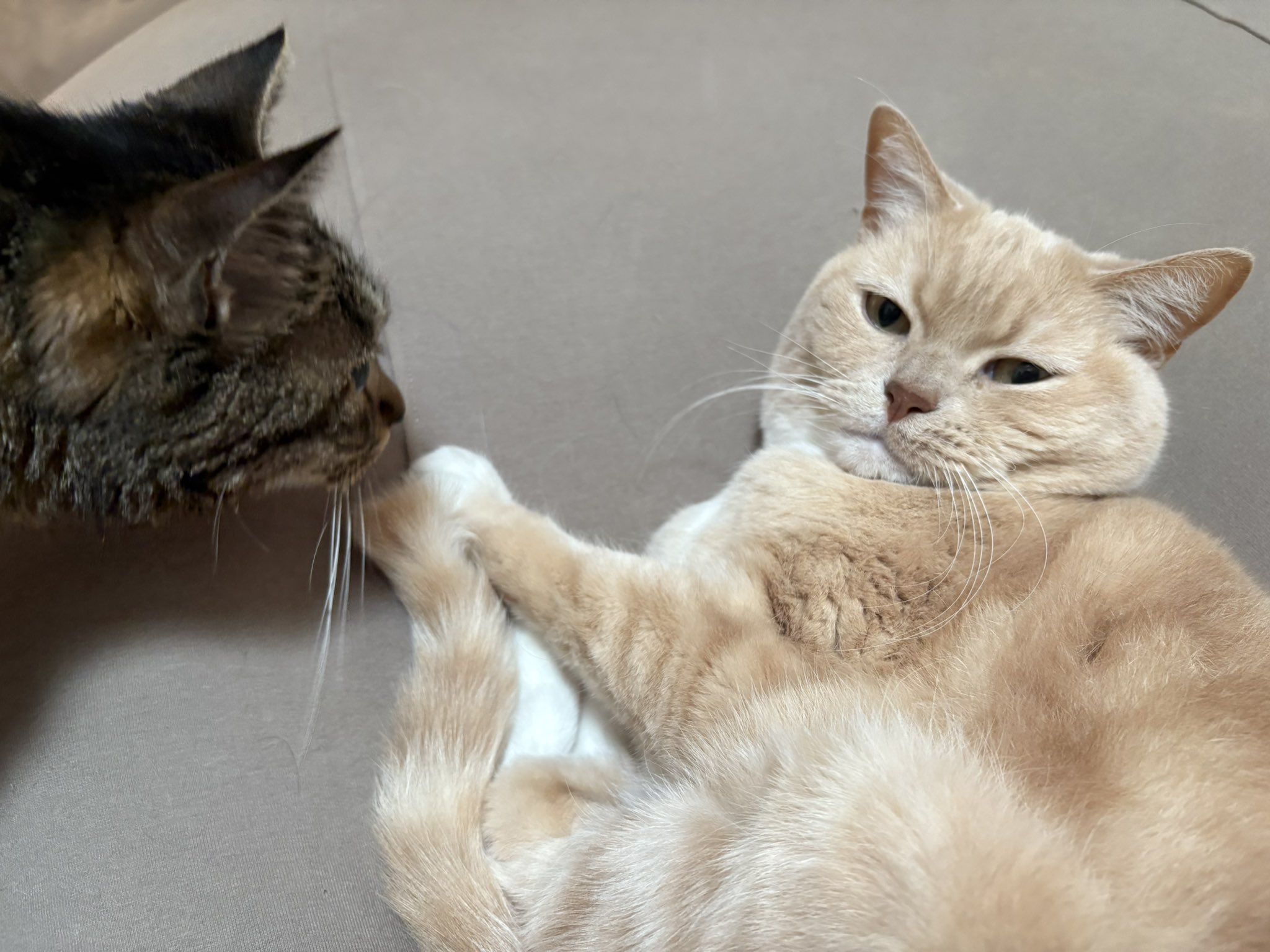 ねこ(๑•﹏•)♡ページ✨️ Kizineko-sama | ありがとー！ | Instagram