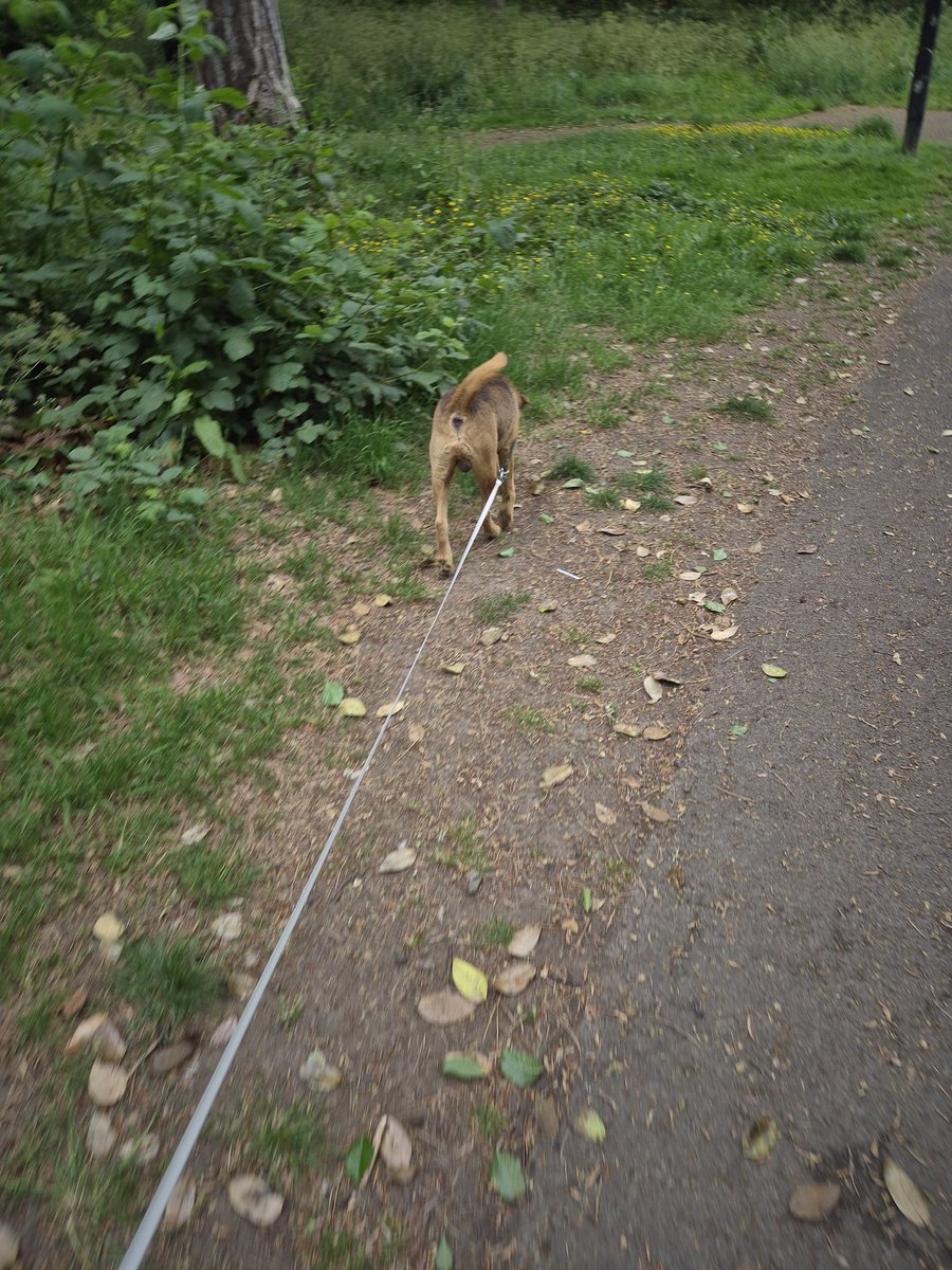 Filbert Lakeland tweet media