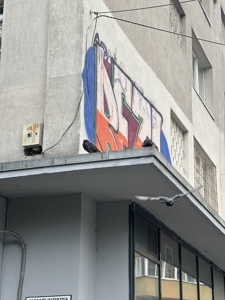 Bucharest sightings, meows and coos.