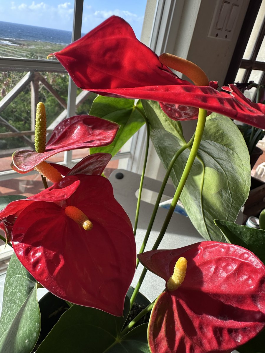Roses and anthuriums (lucky to live in a clone where I can enjoy both.