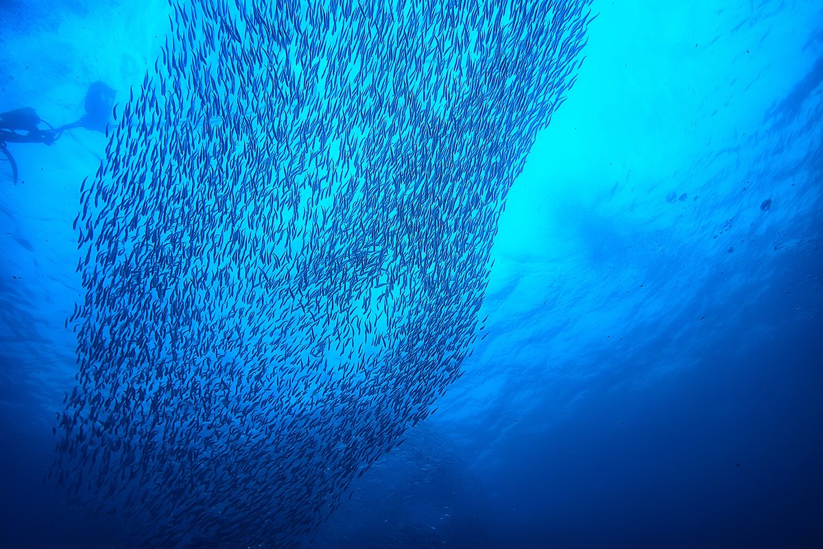 Did you know that millions of fish swim upstream each year to spawn?

When we protect migratory pathways, we protect the balance of life beneath the water. Let's keep oceans healthy, rivers flowing, and fish populations strong. 🐟🌊 

#FishMigrationDay