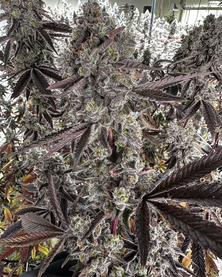 BIG Q GENETICS tweet media
