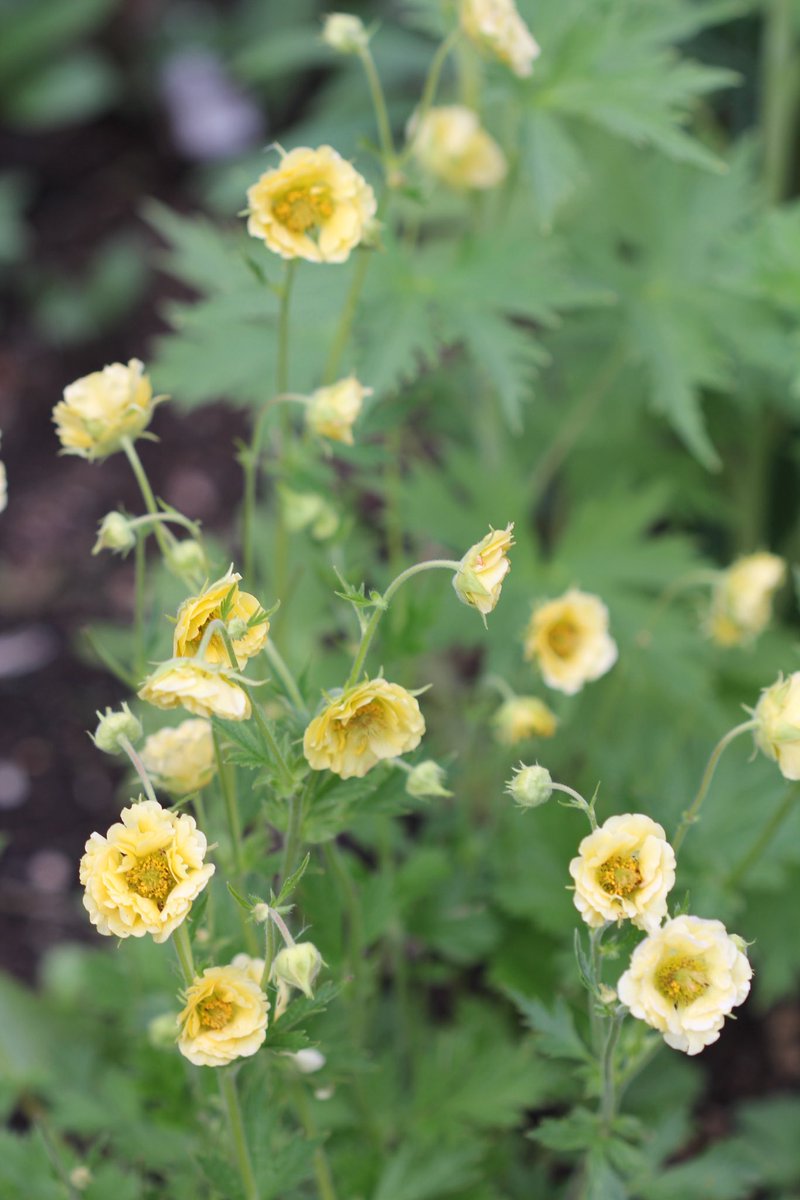 jannibele's tweet photo. #Geum ‘Custard tart’ for #SundayYellow
#Avens #FlowersOnX https://t.co/f7MJyvRNSh