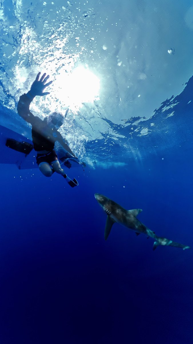 surprise visitor🦈