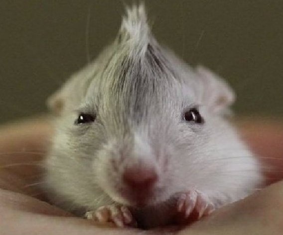 este ijo puta parece un ajo