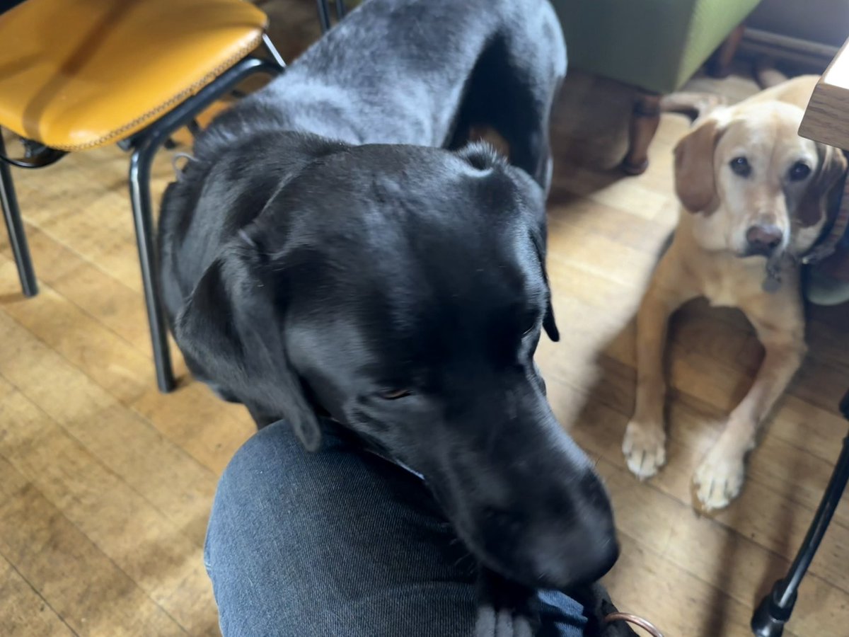 Happy pups at the pub while we had our Sunday roast ❤️🐶