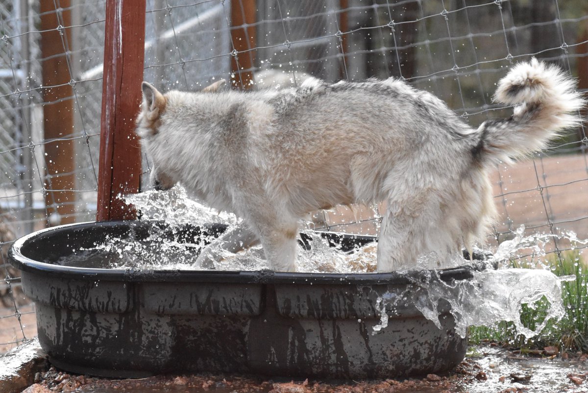 Wolves_at_CWWC's tweet image. Summer is here and that means we have officially shifted to summer hours! Tours are held Tues-Sunday at 10, 12, 2, and 4 with our feeding tours at 6pm. 

🕰️ Reminder! As of June 1st we will be closed on Thursdays and Mondays. 

#Wolf #CWWC #Education #Conservation #Preservation
