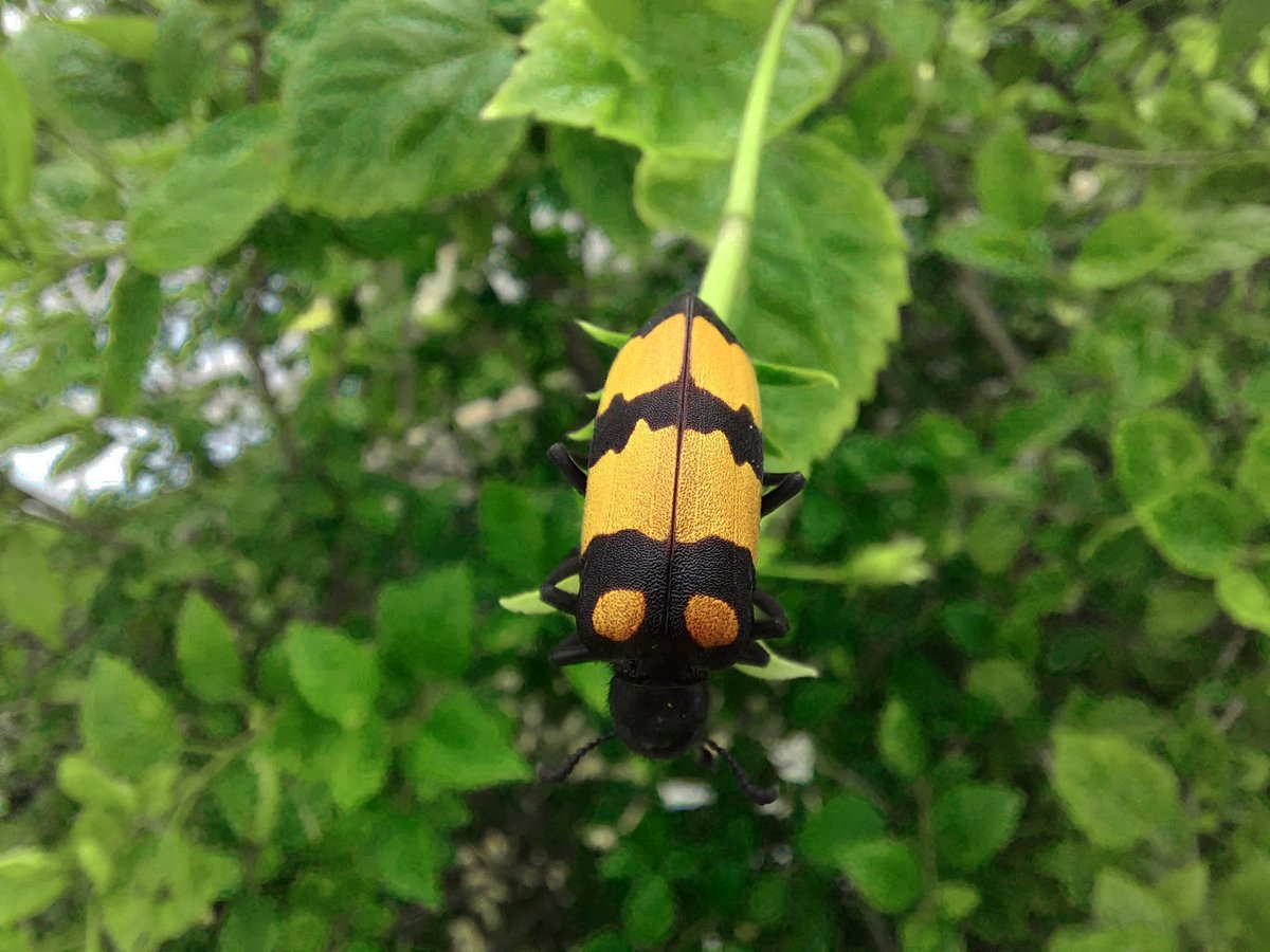 profrahulk's tweet image. Yellow form and red form of blister beetles from our college botanical garden. Blister beetles are polyphagous pests and voracious feeders. They have huge appetite.

@india_evolution @RoyEntSoc @magadhuniversi1 

#entomology #biodiversity #insect