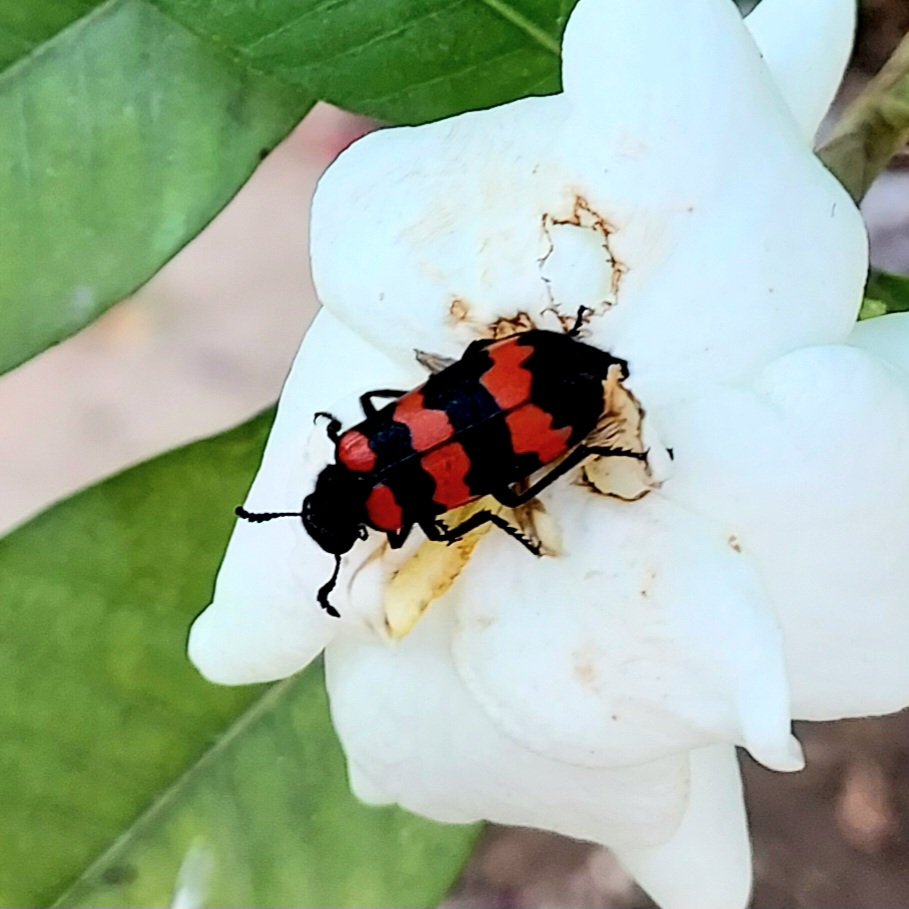 profrahulk's tweet image. Yellow form and red form of blister beetles from our college botanical garden. Blister beetles are polyphagous pests and voracious feeders. They have huge appetite.

@india_evolution @RoyEntSoc @magadhuniversi1 

#entomology #biodiversity #insect