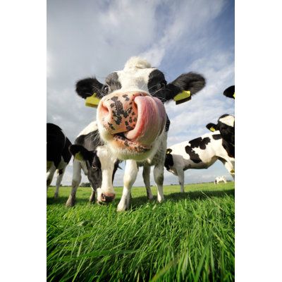 She looked me dead in the eye and said "Moo’ve along, human.” 💁‍♀️🐄 
-
-
coolcowshop.com
-
-
-
#coolcowshop #TwitterX #TheX #FunnyCow #CowHumor #FarmLaughs #MoooodBooster
