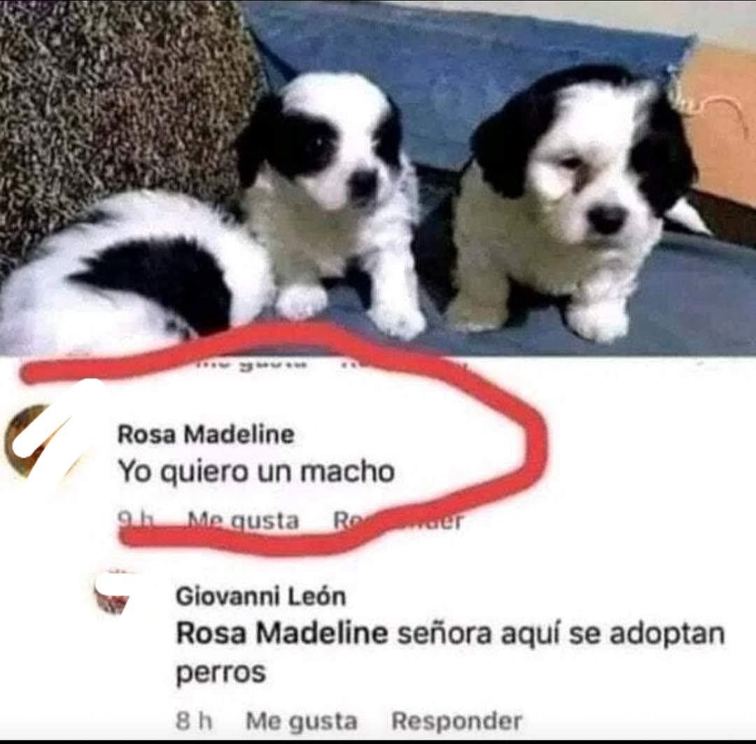 DiloConPerritos's tweet image. Señora, cálmese.