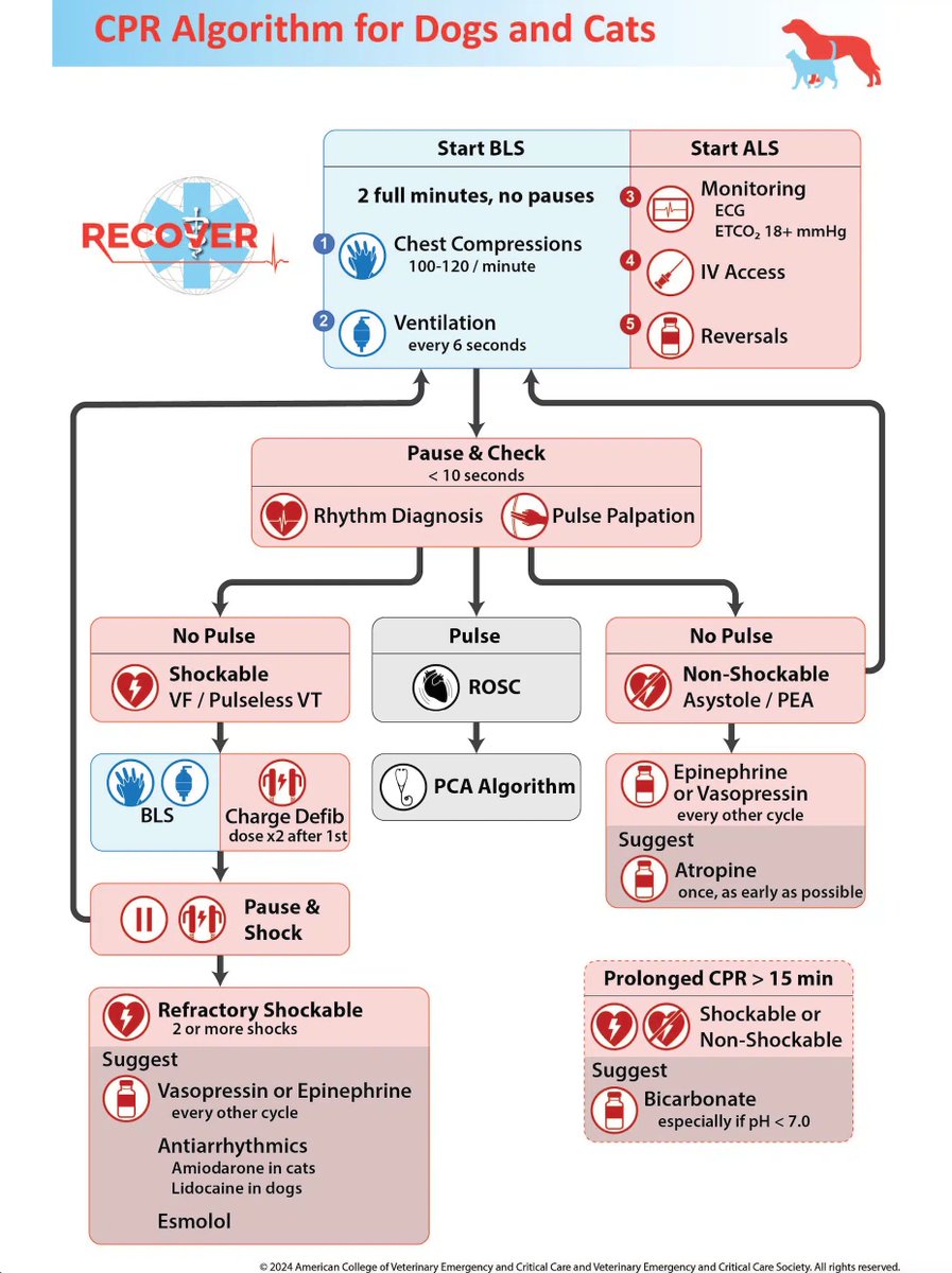 This CPR algorithm for dogs and cats provides a logical workflow of the 2024 RECOVER CPR process. Learn more and earn free CE: go.navc.com/3DABBOp

#VeterinaryCPR #VetMed #AnimalHealth