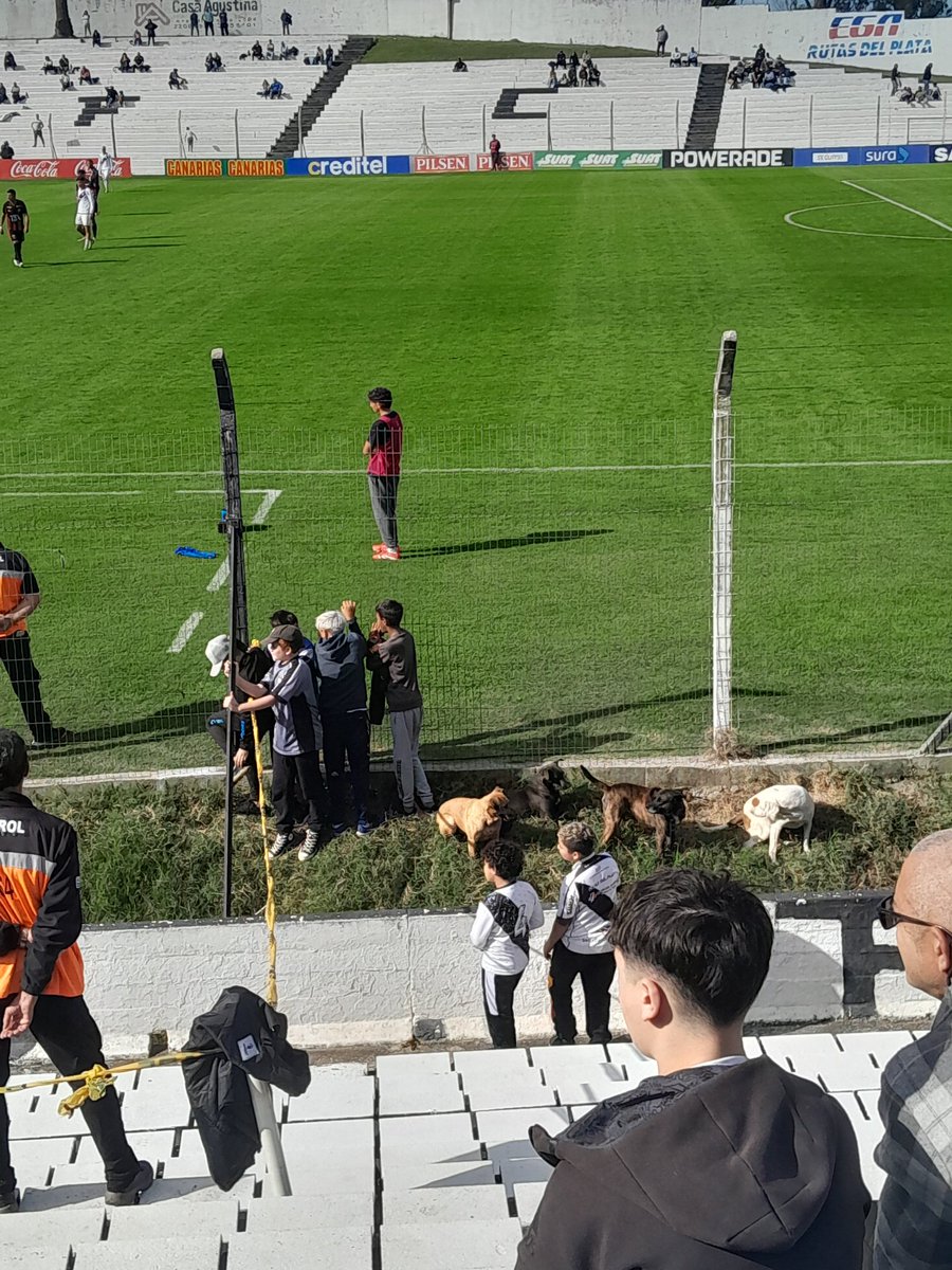Perros, niños, futbol.

Esto es Danubio viejo!!