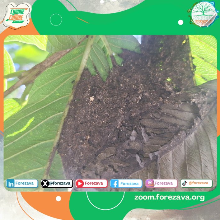 This image got us thinking, how many stories do we pass by and never are willing to listen to?

#FOREZAVA
#Seed2Tree #ClimateCulture
#Youth4Climate