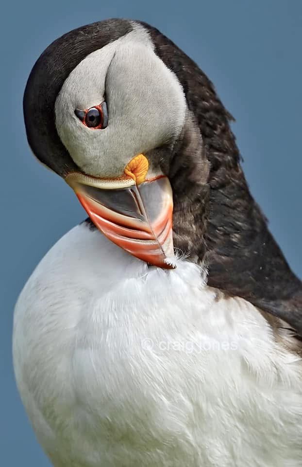 CraigJones17's tweet image. Puffins are one of my favourite seabirds with their striking coloured beaks.
Photos taken on the island of Skomer. Speaking to staff there 2025 has been a record breaking year for Puffins with 43,626 recorded @B_Strawbridge @StephenMoss_TV @GlobalBirdfair @Natures_Voice @_BTO