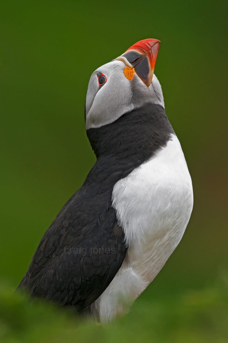 CraigJones17's tweet image. Puffins are one of my favourite seabirds with their striking coloured beaks.
Photos taken on the island of Skomer. Speaking to staff there 2025 has been a record breaking year for Puffins with 43,626 recorded @B_Strawbridge @StephenMoss_TV @GlobalBirdfair @Natures_Voice @_BTO