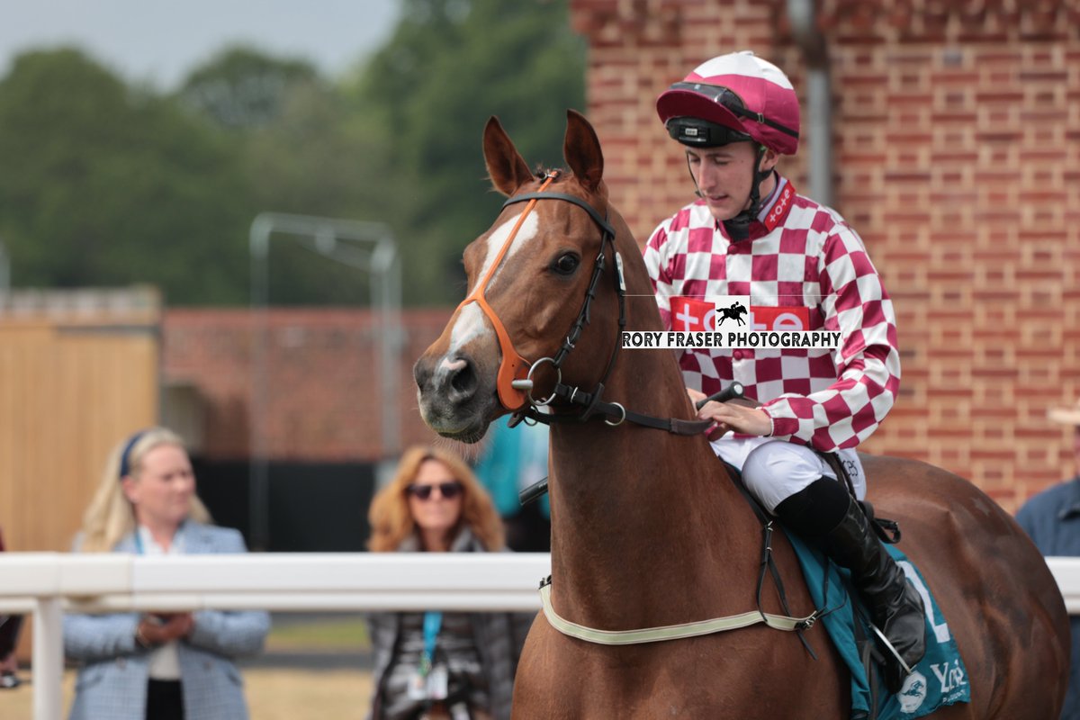 Rory Fraser Photography🤘 (@92roryf) on Twitter photo VENTURA EXPRESS (Mayson x Mail Express) at York last week for a class two handicap (5f)
Trained by <a href="/ptmidgley/">paul midgley</a> and owned by Buist, Crowther & Shields.
A six time winner, with four coming at Pontefract at two at Beverley. VENTURA EXPRESS (Mayson x Mail Express) at York last week for a class two handicap (5f)
Trained by <a href="/ptmidgley/">paul midgley</a> and owned by Buist, Crowther & Shields.
A six time winner, with four coming at Pontefract at two at Beverley.
