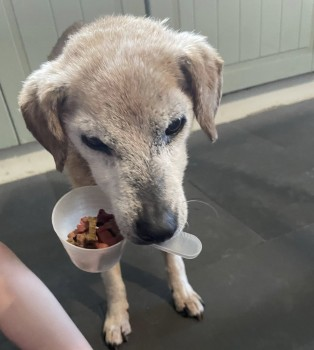millypod1's tweet photo. 🆘21 MAY 2025 #Lost LOLA #ScanMe #Tagged
Tri Patterdale Cross Female
Lola is 17+. Has dementia & is deaf. Wearing black fabric collar. Wandered off from garden.
Near #Albaston #Gunnislake #Cornwall #PL18 https://t.co/PigV1PB9s7 https://t.co/dXH2DJoF7E