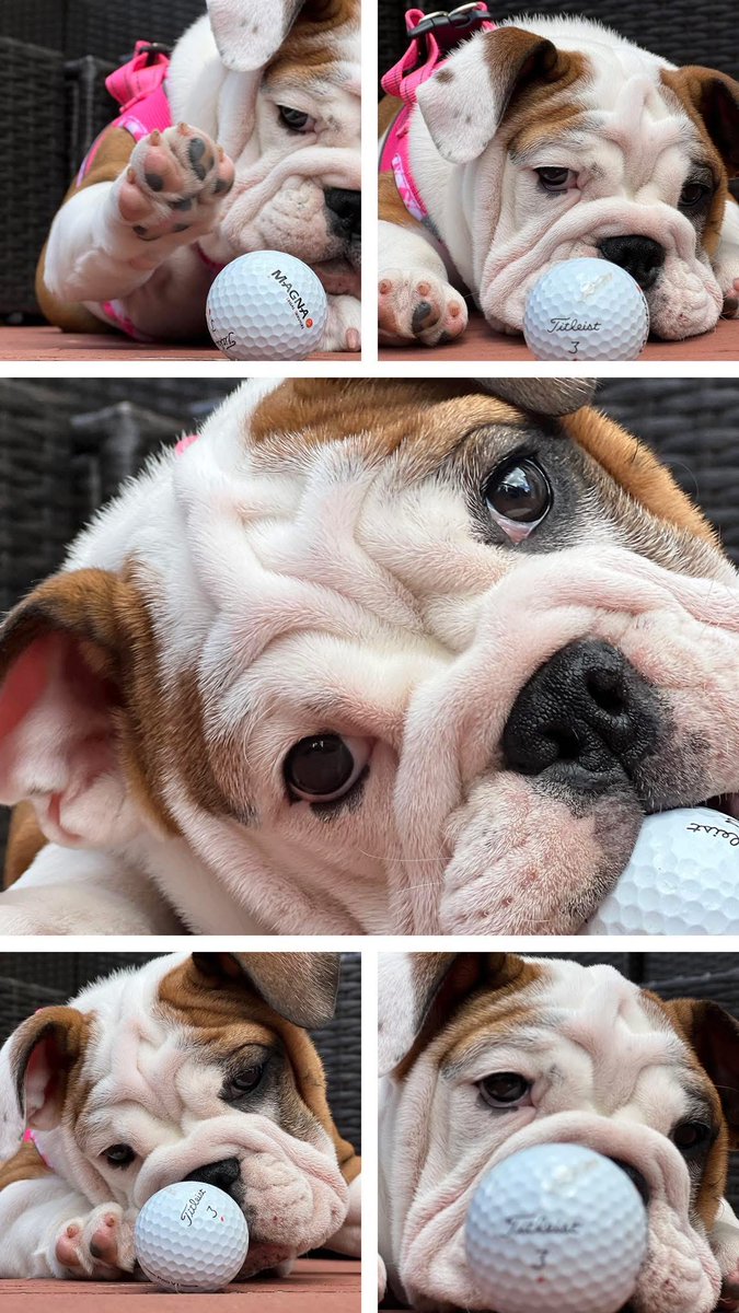 Golf & Science & Bulldogs tweet media