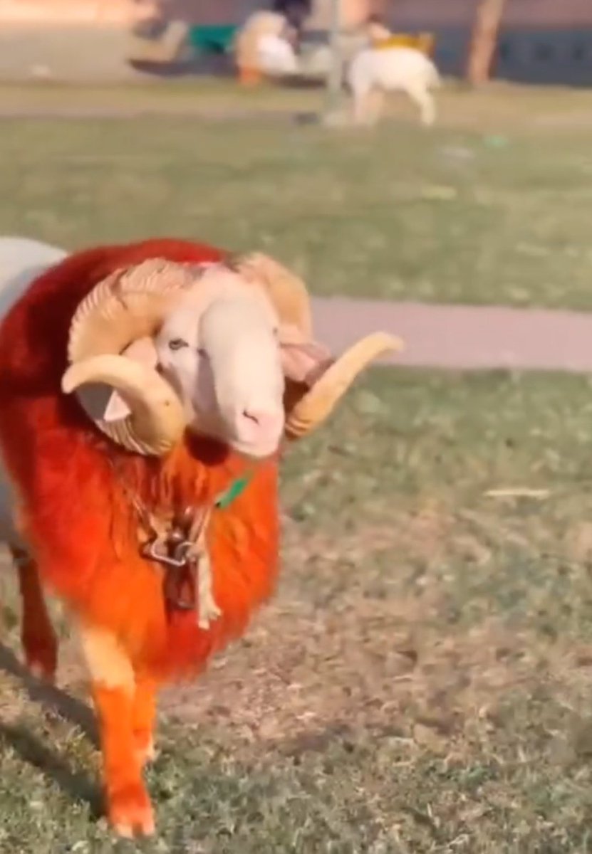 Maharaaz lal ❤️❤️

Wanov sai kouta lavv....