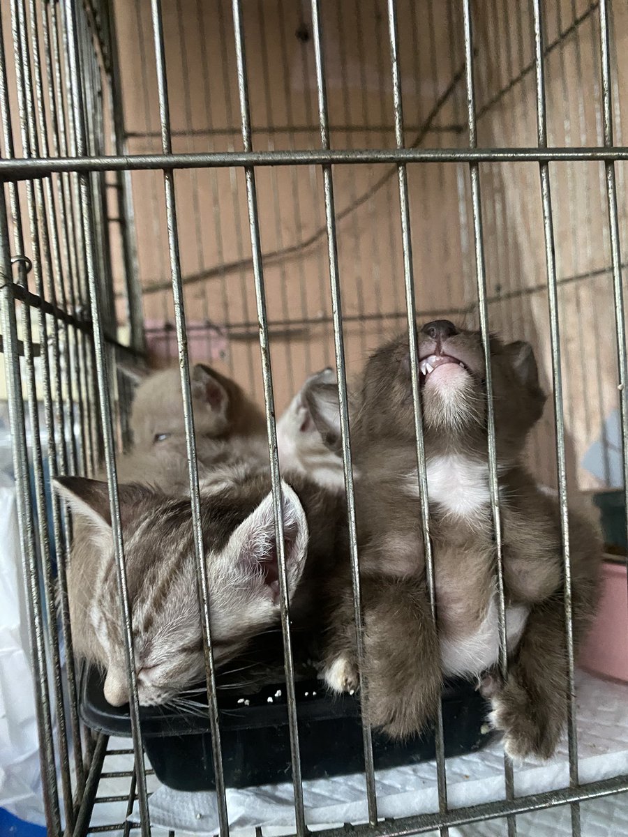 อัพเดต 25.5.68 : น้องยังว่างทุกตัวนะคะ🥺 
วันอังคารเราจะพาแม่แมวไปตัดไหม ถ้าน้องยังไม่ได้บ้านเราต้องพาน้องกลับไปอยู่ที่เดิมกับแม่แมว เนื่องจากน้องมีทั้งหมด 8 ตัว เราไม่สามารถตรวจโรคให้หมดได้จริงๆค่ะ เพราะค่าตรวจจุกมาก แต่พรุ่งนี้จะพาไปถ่ายพยาธิ ขอขอบคุณทุกคนที่ซัพพอร์ตด้วยนะคะ🙏🏻