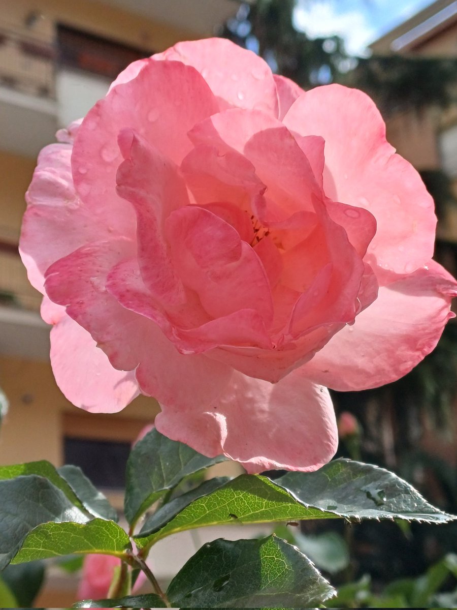 56audrey57's tweet image. #SundaySharing #FavoritePhotoOfTheWeek
#Backlit 🩷🥀