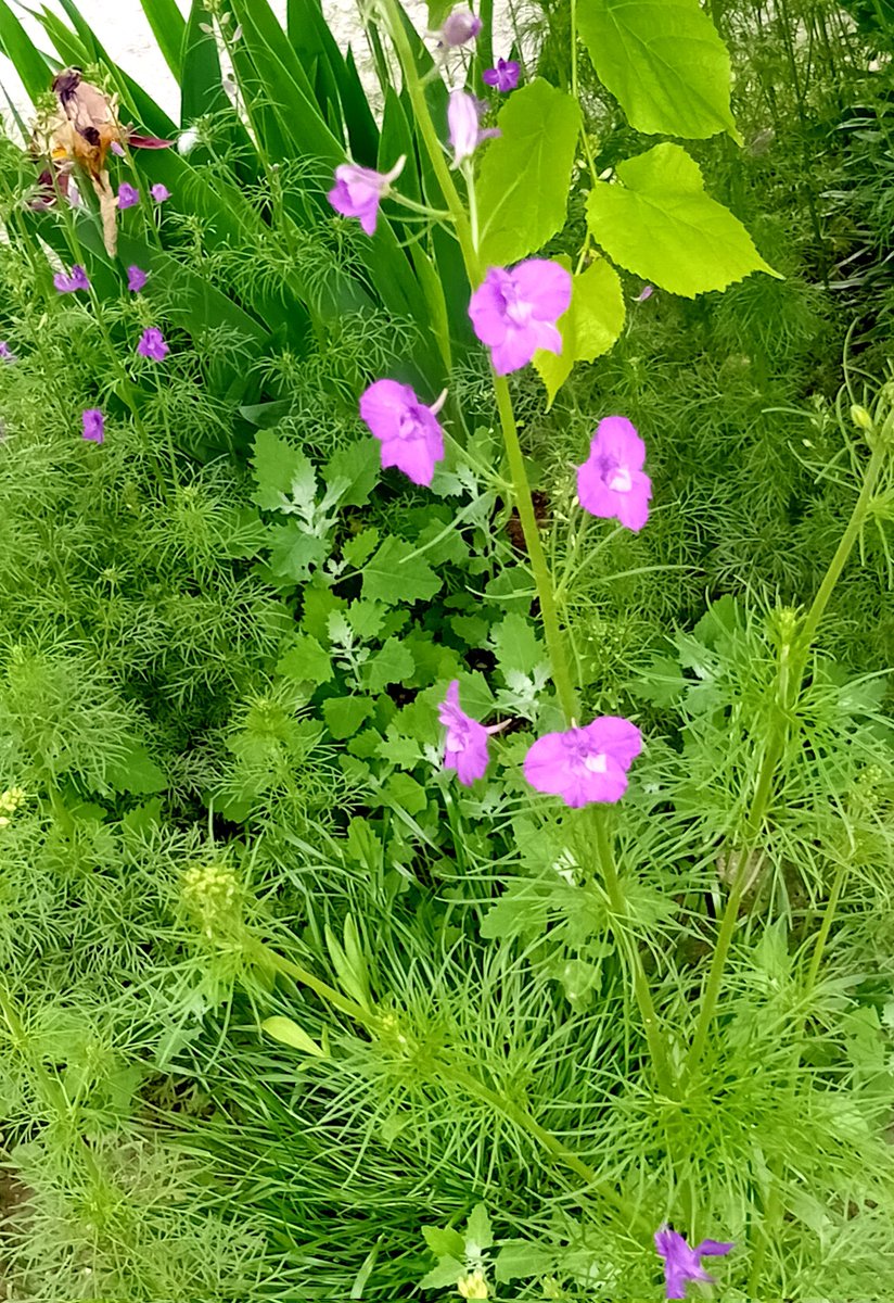 Катерина Галич tweet media