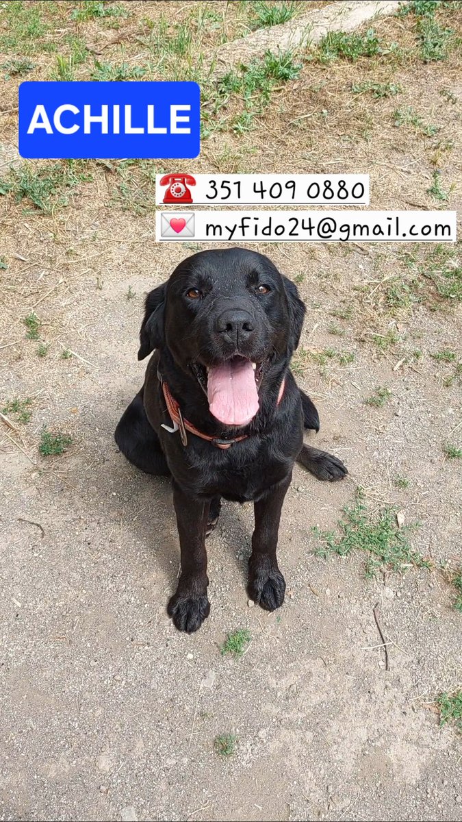 volaurentina's tweet image. Qualche settimana fa hanno lasciato in canile due Labrador, la femminuccia è stata adottata da qualche giorno, lui invece cerca ancora casa.
Si chiama Achille ed è uno splendore. Docile, giocherellone e ovviamente amante dell'acqua.
Ha 4 anni, è castrato e attende una famiglia.