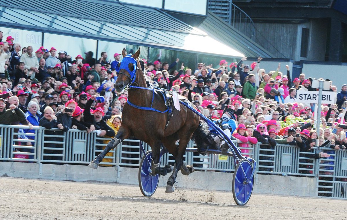 _kirstenelise's tweet photo. ÉTONNANT - The one in a million champion 🏆

Following in the footsteps of his dad, Timoko. Étonnant proved himself one of the greatest from the age of two.

A master of every distance -- 1609m, 2100m, 2700m and even 4150m. Winning the Elitloppet, Winning the Prix de Paris. 

From triumph to heartbreak, and back again
He raced not just with strength, but with his soul

His story is one of perseverance and heart
Infinite gratitude for having witnessed greatness like yours

The only thing I can say right now: 

Merci Champion, Merci Étonnant
Merci a million times 💙

@RichardWesteri1