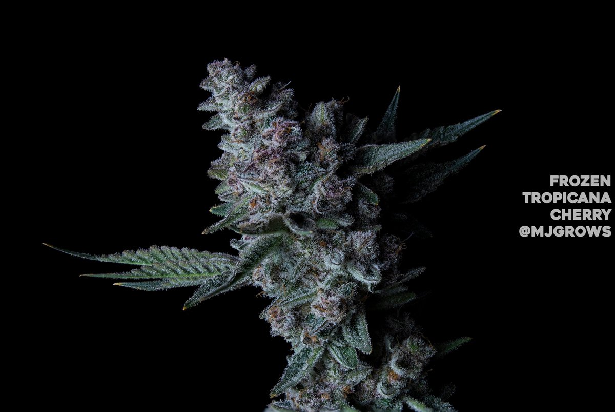 Frozen Tropicana Cherry 🔥
Grown/Photo by mjgrows (Discord)
Bred by #RobinHoodSeeds
robinhoodseeds.com/approved-vendo…
#cannabis #cannabiscultivation #nugshot