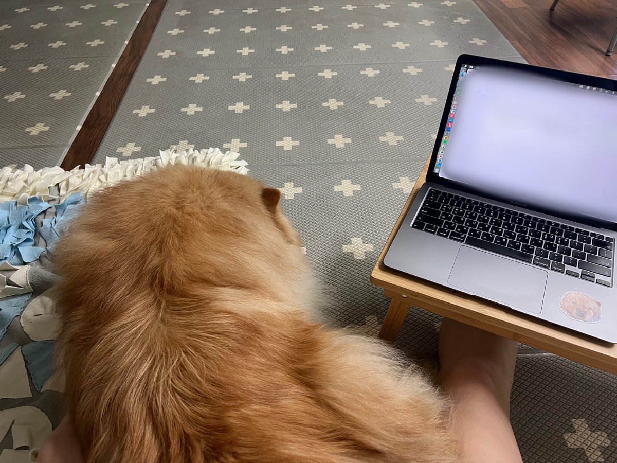 재택 하는 동안 일 못하게 계속 괴롭혀서 (큰 소리 나는 것을 영원히 때림) 까까도 주고 공놀이도 하며 협상을 시도했으나 결국 바닥으로 내려와서 안아주며 일하니 잠잠해짐,,,,,,,,,