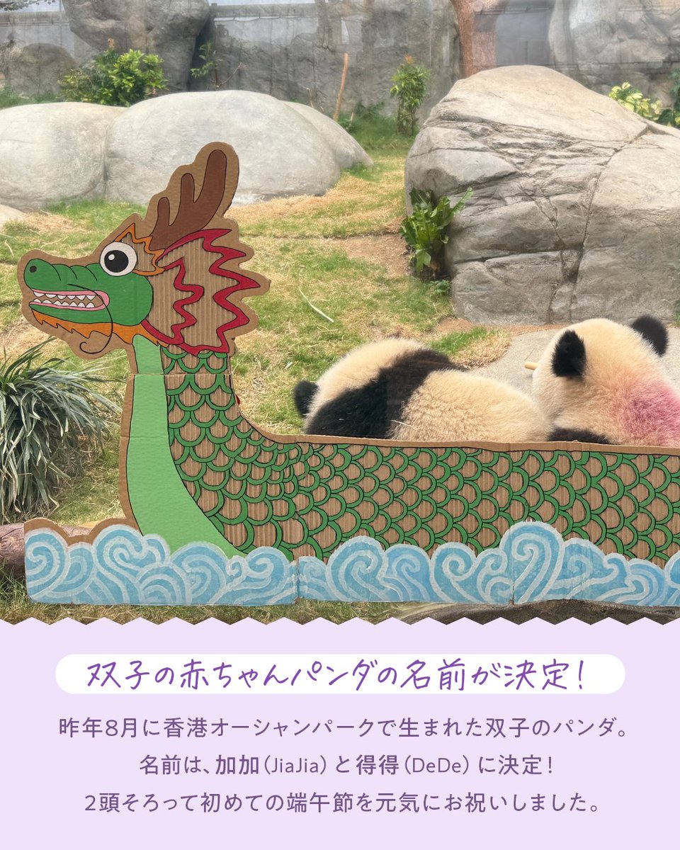 🐼🐼香港生まれのパンダの双子がデビュー！🎋 香港で生まれた双子